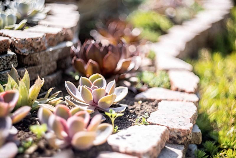 15 suckulenter som frodas genom sommarregn – expertguide till regntåliga växter