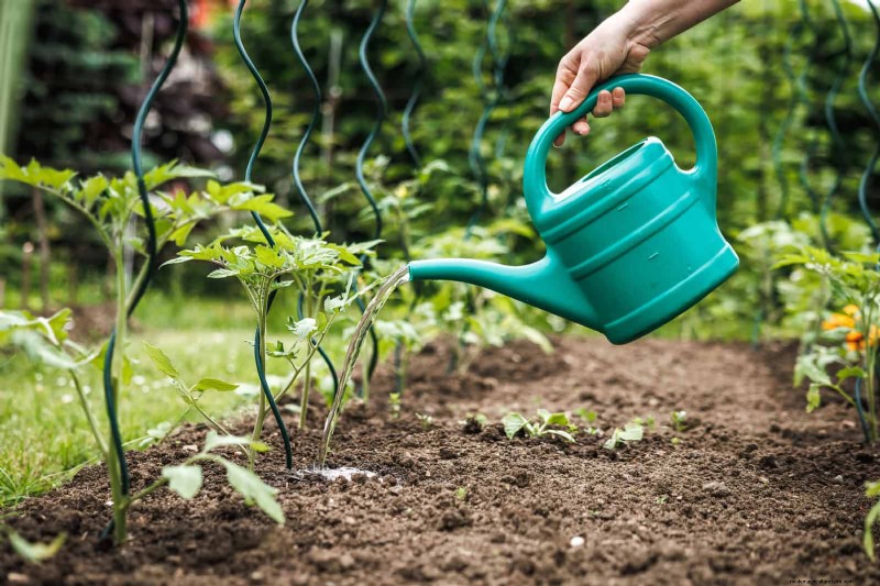 Plantera inte sensommargrönsaker förrän du har läst dessa 9 värmebeständiga tips 