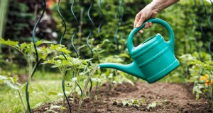 Plant geen groenten voor de late zomer totdat u deze 9 hittebestendige tips hebt gelezen 