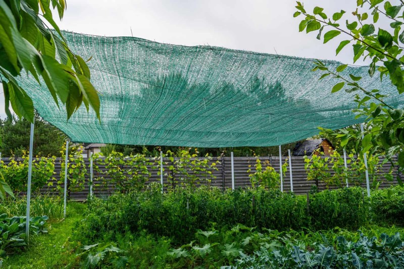 Plantera inte sensommargrönsaker förrän du har läst dessa 9 värmebeständiga tips 
