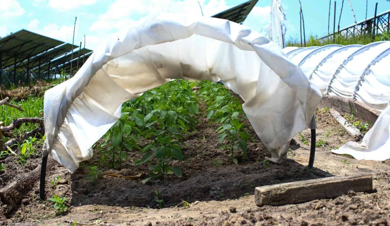 Plantera inte sensommargrönsaker förrän du har läst dessa 9 värmebeständiga tips 
