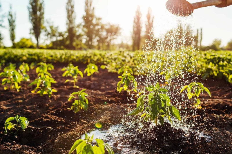 Plantera inte sensommargrönsaker förrän du har läst dessa 9 värmebeständiga tips 