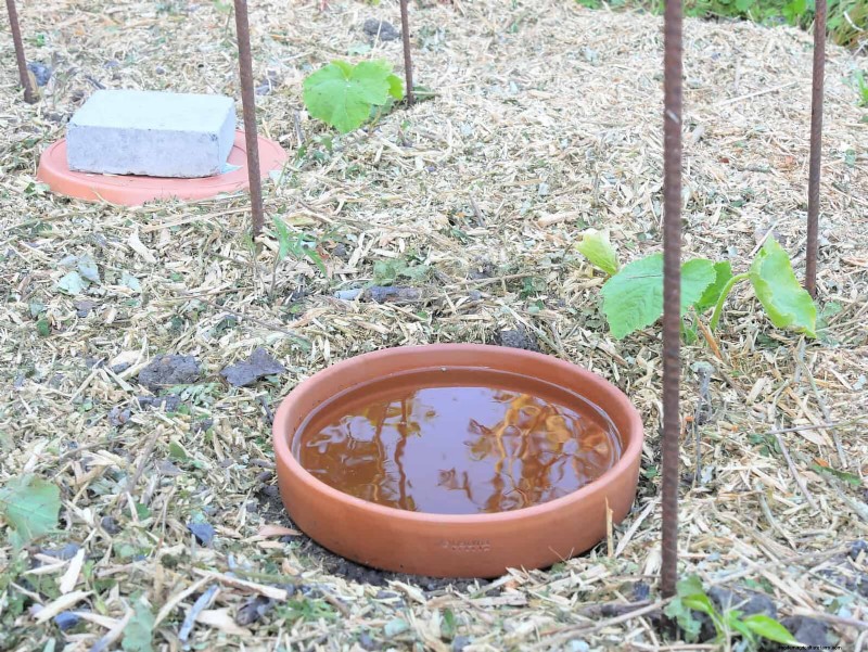 Plantera inte sensommargrönsaker förrän du har läst dessa 9 värmebeständiga tips 