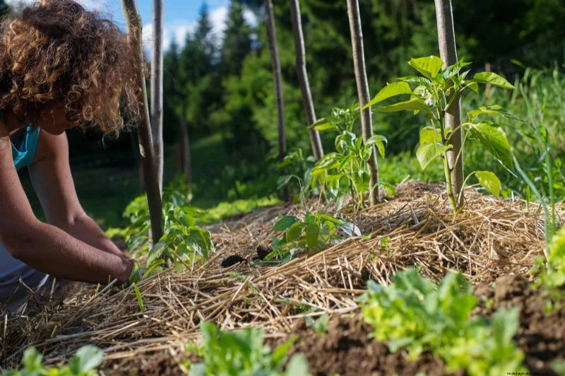 Plantera inte sensommargrönsaker förrän du har läst dessa 9 värmebeständiga tips 