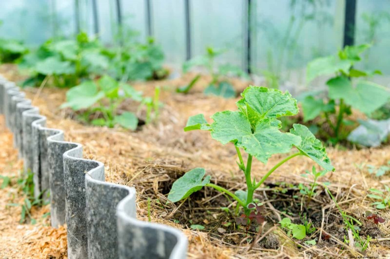 Plantera inte sensommargrönsaker förrän du har läst dessa 9 värmebeständiga tips 