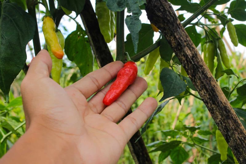 Plantera inte sensommargrönsaker förrän du har läst dessa 9 värmebeständiga tips 