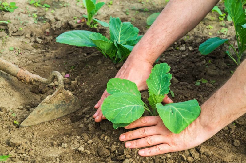 Plantera inte sensommargrönsaker förrän du har läst dessa 9 värmebeständiga tips 
