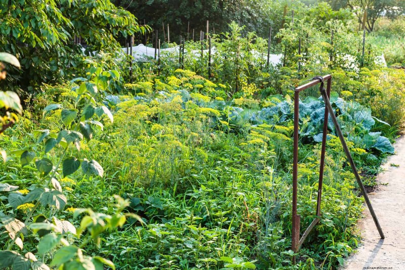 Plantera inte sensommargrönsaker förrän du har läst dessa 9 värmebeständiga tips 