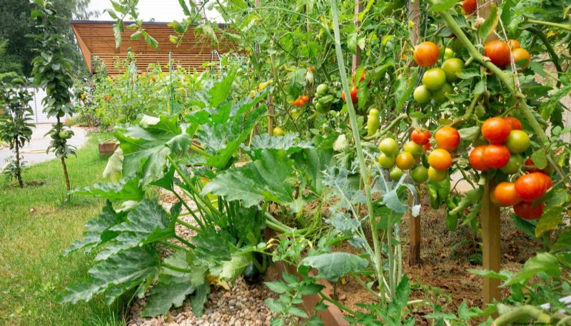 Plantera inte sensommargrönsaker förrän du har läst dessa 9 värmebeständiga tips 