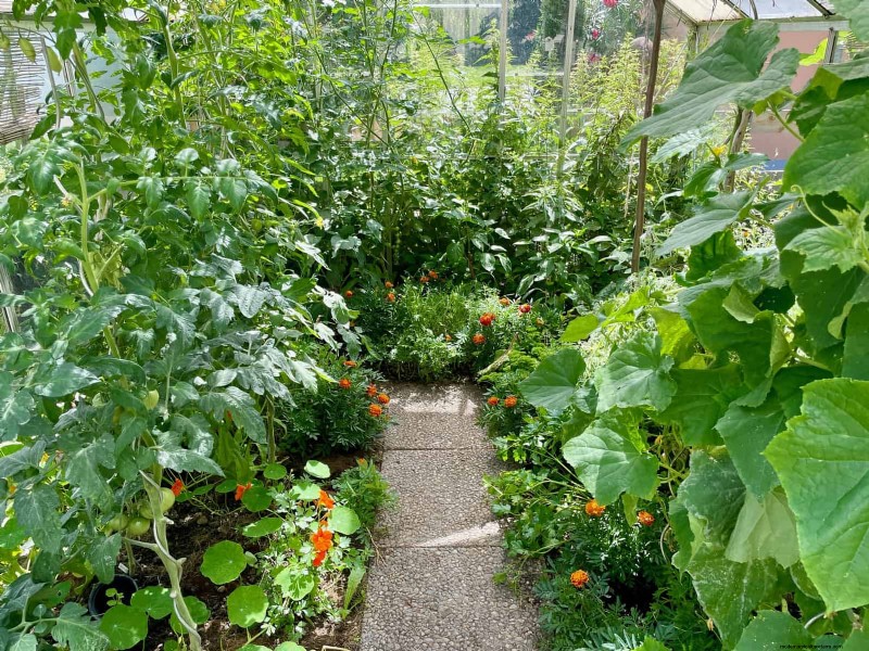 Plantera inte sensommargrönsaker förrän du har läst dessa 9 värmebeständiga tips 