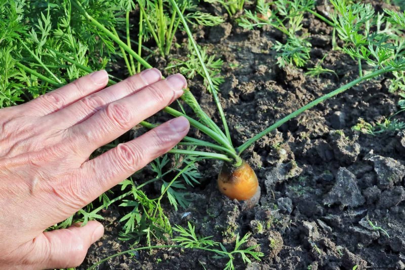 Plantera inte sensommargrönsaker förrän du har läst dessa 9 värmebeständiga tips 