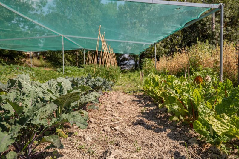 Plantera inte sensommargrönsaker förrän du har läst dessa 9 värmebeständiga tips 