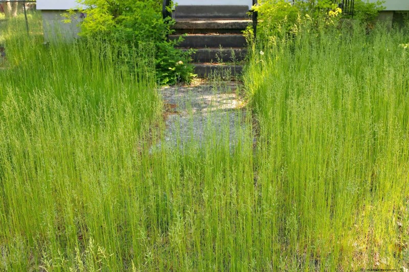 Un terrain envahi par la végétation entraînera-t-il des amendes ? Comprendre les ordonnances sur les mauvaises herbes et comment rester en conformité 