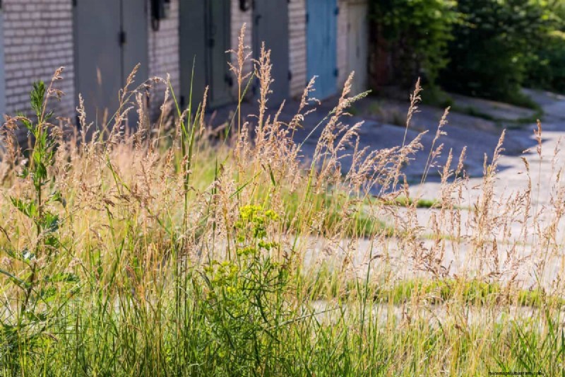 Un terrain envahi par la végétation entraînera-t-il des amendes ? Comprendre les ordonnances sur les mauvaises herbes et comment rester en conformité 