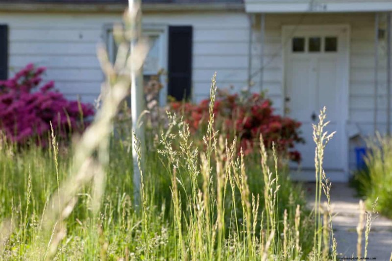 Un terrain envahi par la végétation entraînera-t-il des amendes ? Comprendre les ordonnances sur les mauvaises herbes et comment rester en conformité 