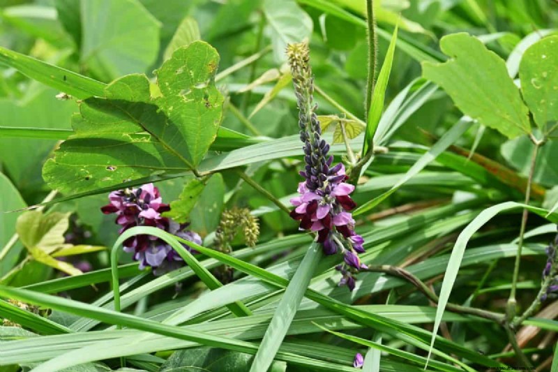 Un terrain envahi par la végétation entraînera-t-il des amendes ? Comprendre les ordonnances sur les mauvaises herbes et comment rester en conformité 