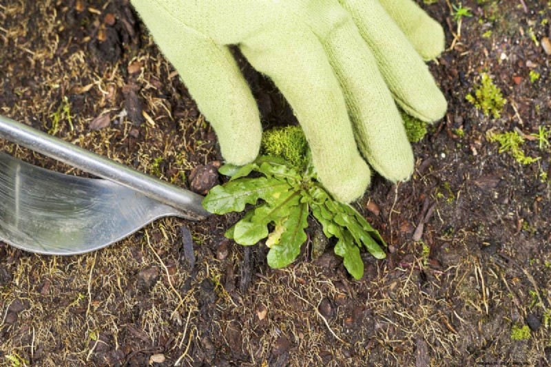 Un terrain envahi par la végétation entraînera-t-il des amendes ? Comprendre les ordonnances sur les mauvaises herbes et comment rester en conformité 