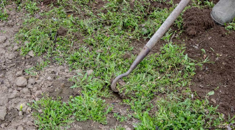 Un terrain envahi par la végétation entraînera-t-il des amendes ? Comprendre les ordonnances sur les mauvaises herbes et comment rester en conformité 