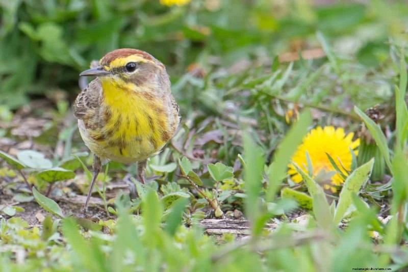 Un terrain envahi par la végétation entraînera-t-il des amendes ? Comprendre les ordonnances sur les mauvaises herbes et comment rester en conformité 