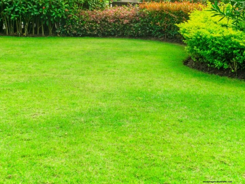 Gardez votre pelouse luxuriante et verte cet été :conseils d entretien d experts 
