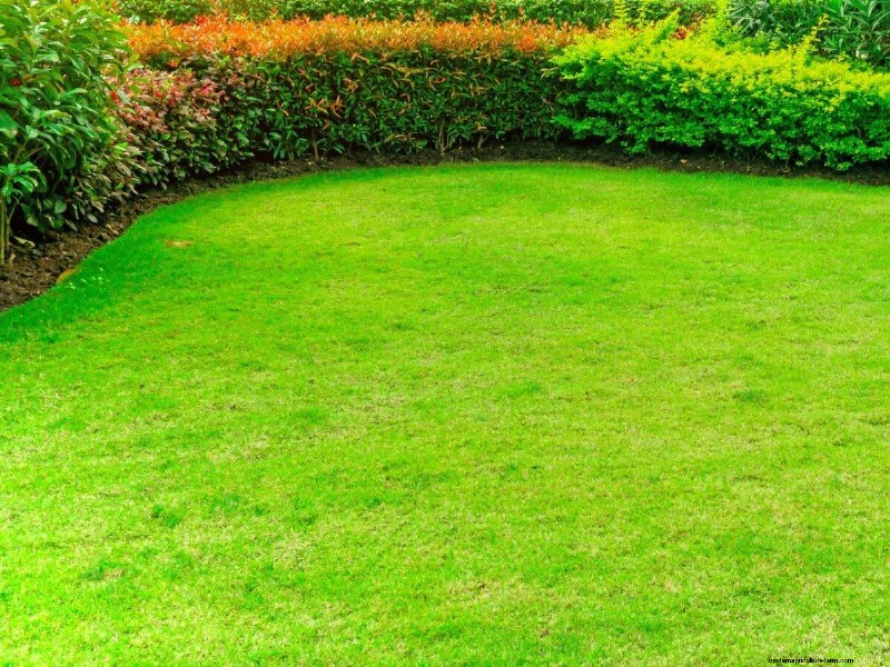 Gardez votre pelouse luxuriante et verte cet été :conseils d entretien d experts 
