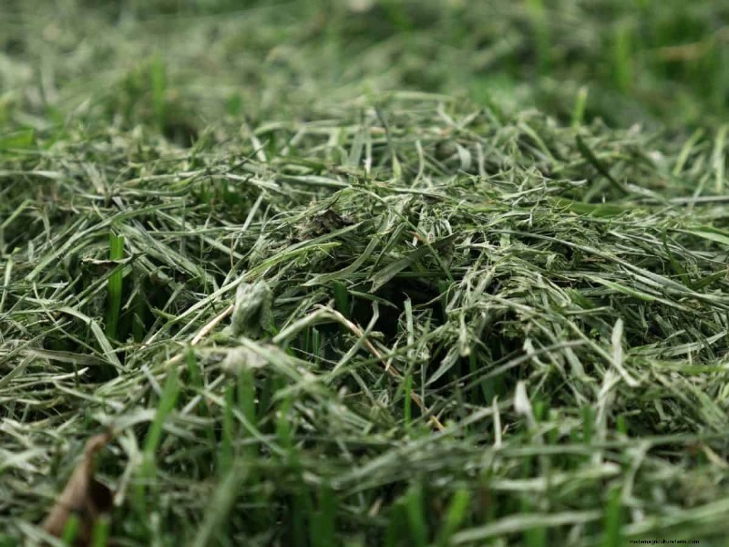 Gardez votre pelouse luxuriante et verte cet été :conseils d entretien d experts 