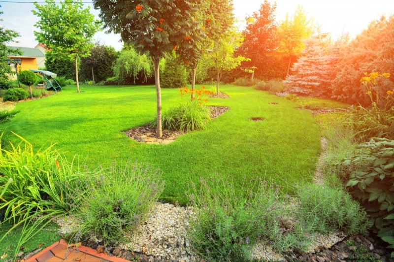 Gardez votre pelouse luxuriante et verte cet été :conseils d entretien d experts 