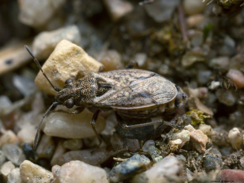 Gardez votre pelouse luxuriante et verte cet été :conseils d entretien d experts 