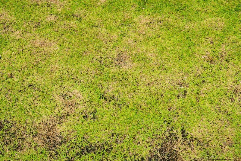 Gardez votre pelouse luxuriante et verte cet été :conseils d entretien d experts 