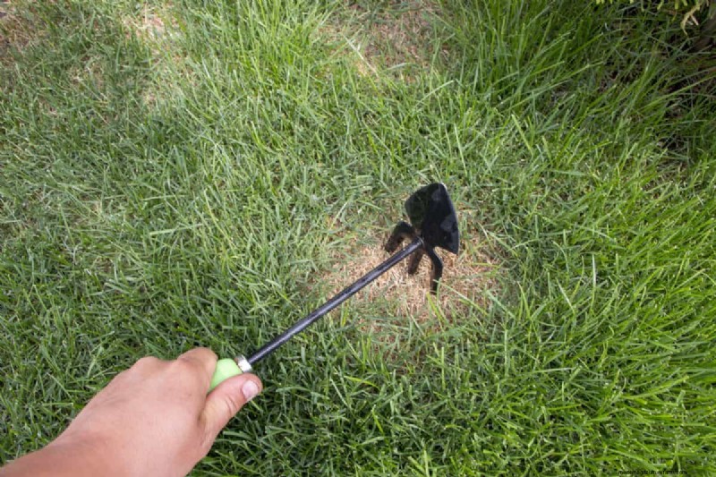 Gardez votre pelouse luxuriante et verte cet été :conseils d entretien d experts 
