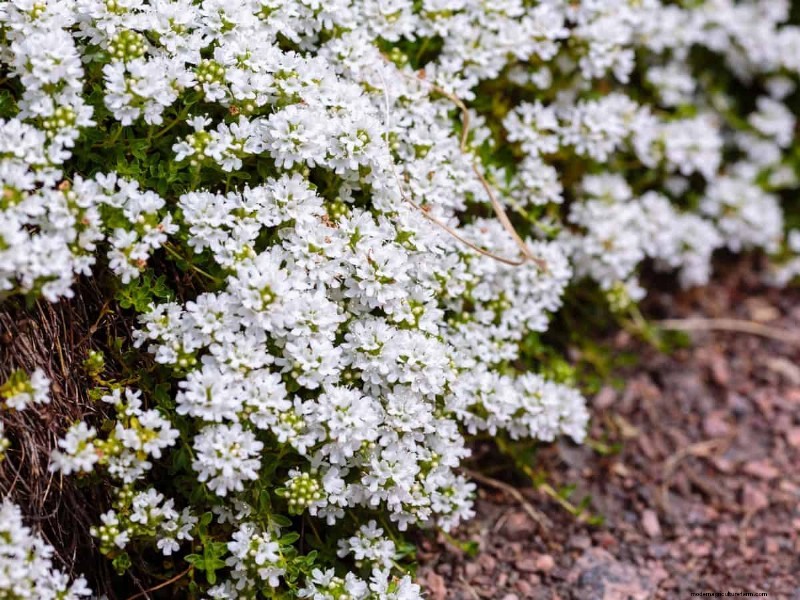 Gardez votre pelouse luxuriante et verte cet été :conseils d entretien d experts 