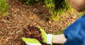 Mantillo:17 beneficios esenciales para su jardín de verano 