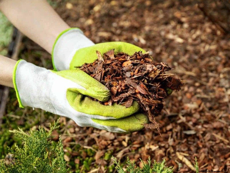 Paillis :17 avantages essentiels pour votre jardin d été 