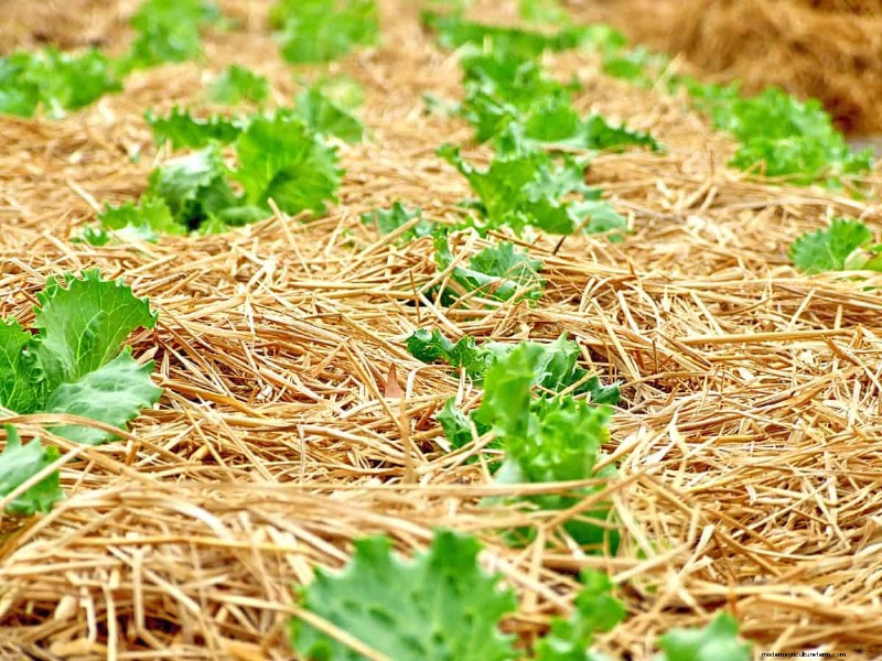 Paillis :17 avantages essentiels pour votre jardin d été 