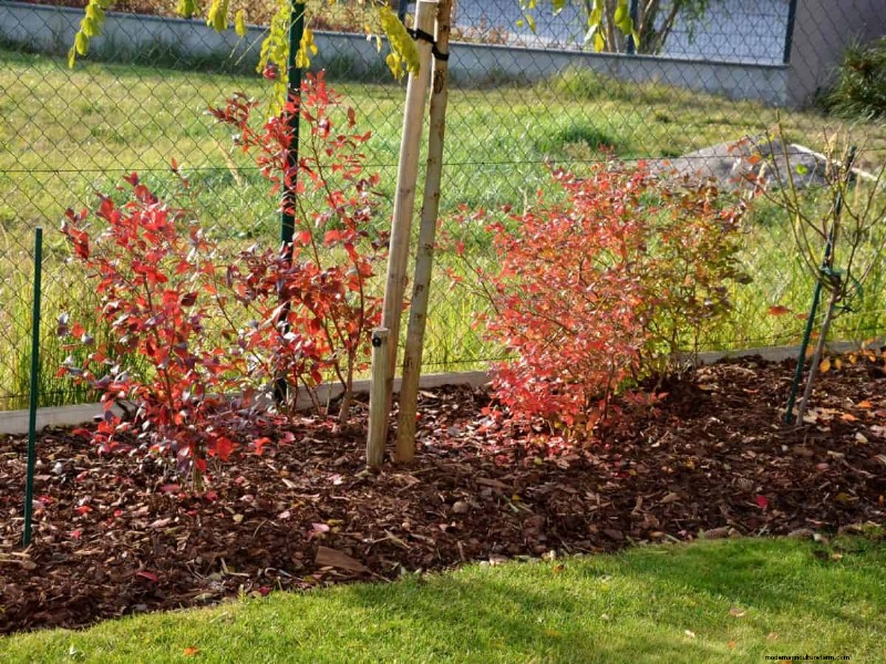 Paillis :17 avantages essentiels pour votre jardin d été 