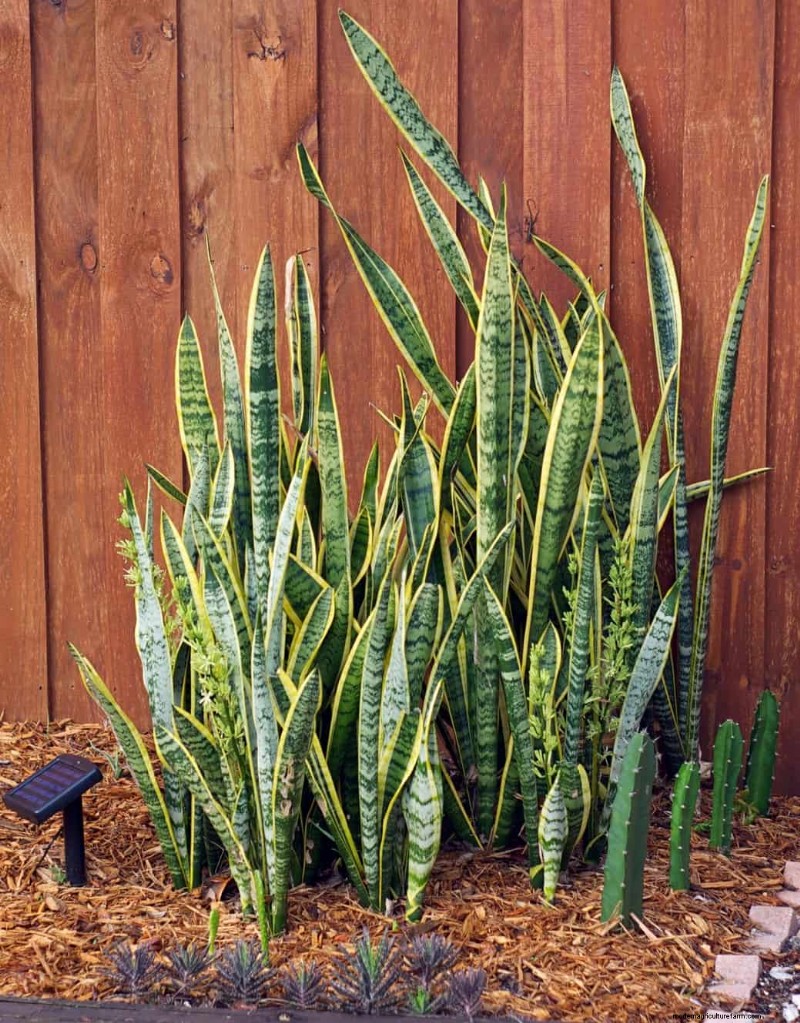 Paillis :17 avantages essentiels pour votre jardin d été 