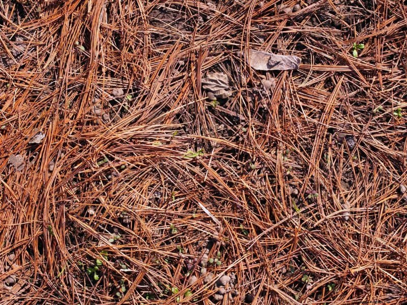 Paillis :17 avantages essentiels pour votre jardin d été 