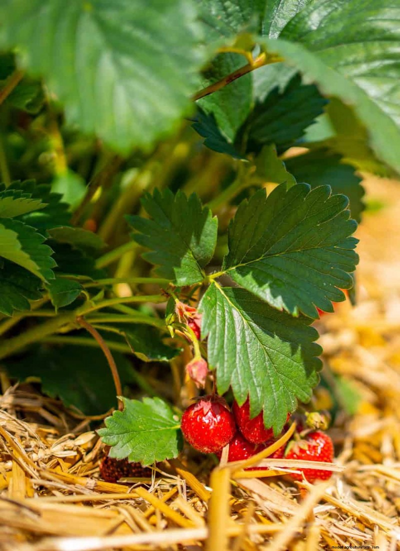 Paillis :17 avantages essentiels pour votre jardin d été 