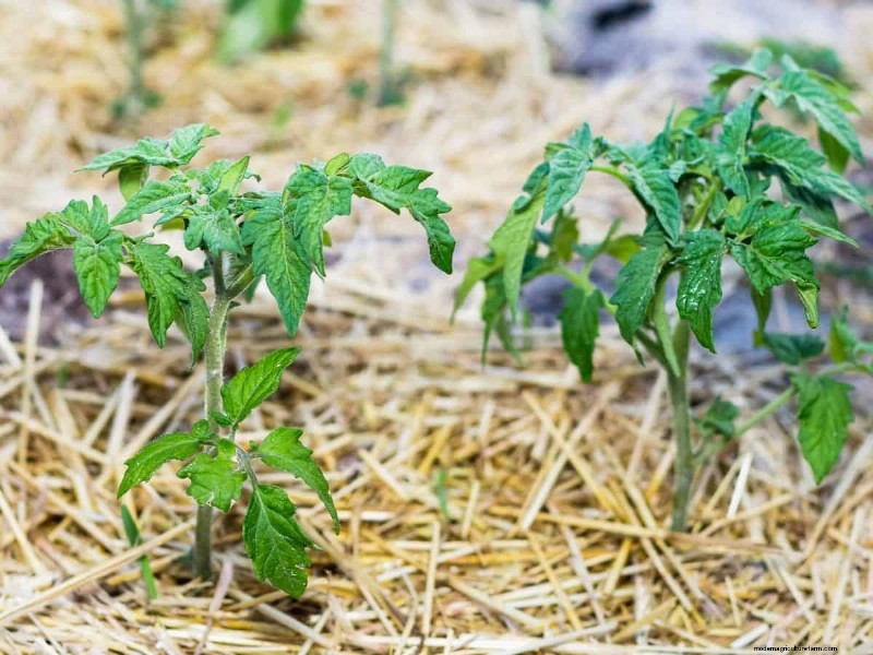 Paillis :17 avantages essentiels pour votre jardin d été 