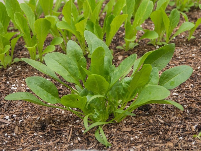 Paillis :17 avantages essentiels pour votre jardin d été 