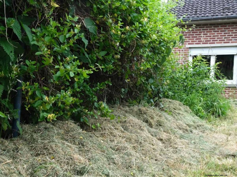 Paillis :17 avantages essentiels pour votre jardin d été 