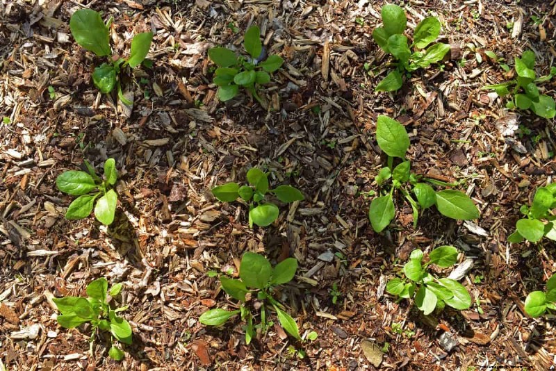 Paillis :17 avantages essentiels pour votre jardin d été 