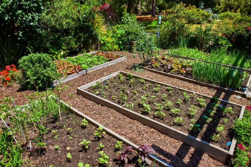 Paillis :17 avantages essentiels pour votre jardin d été 
