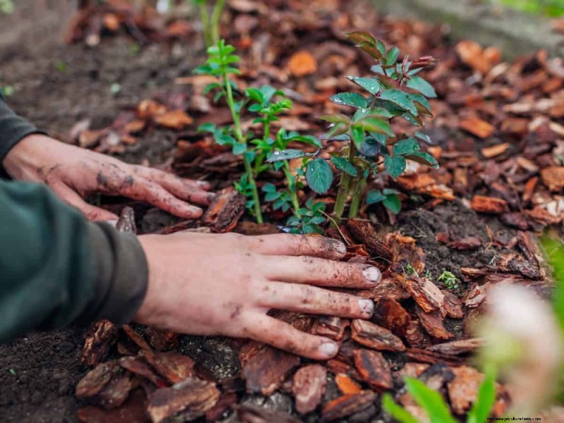 Paillis :17 avantages essentiels pour votre jardin d été 