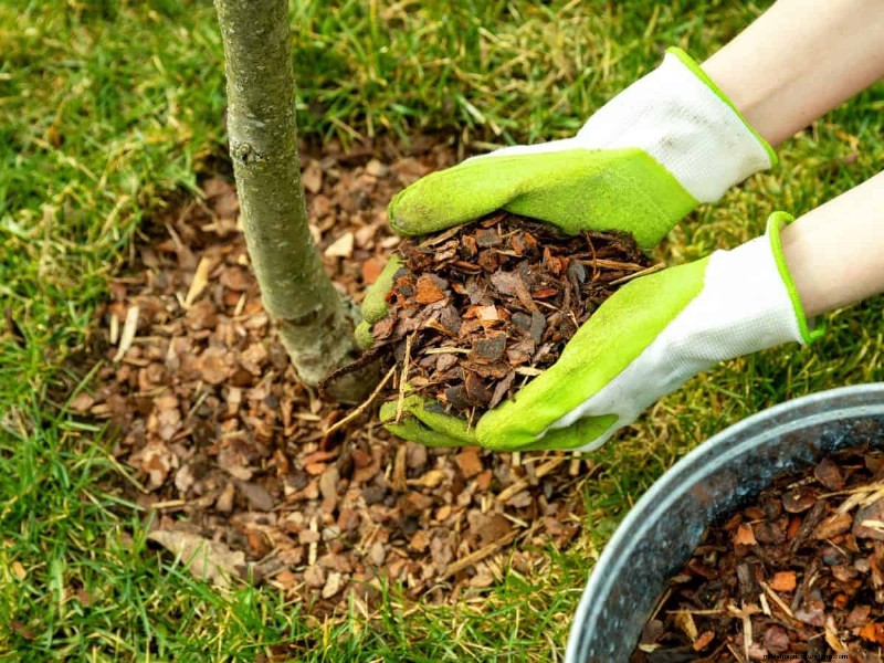 Paillis :17 avantages essentiels pour votre jardin d été 