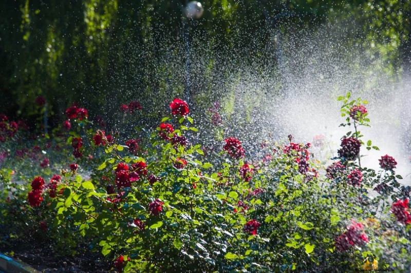 Gardez votre jardin en plein essor pendant vos vacances :stratégies d entretien expertes