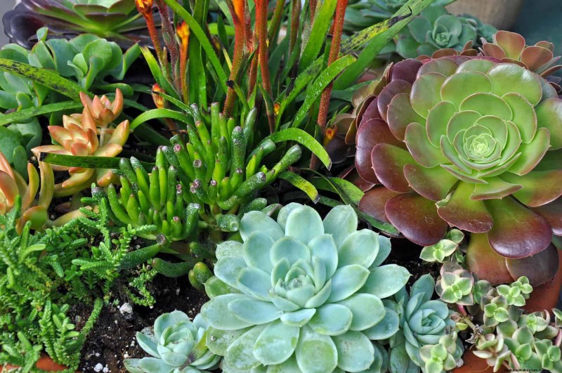 Gardez votre jardin en plein essor pendant vos vacances :stratégies d entretien expertes