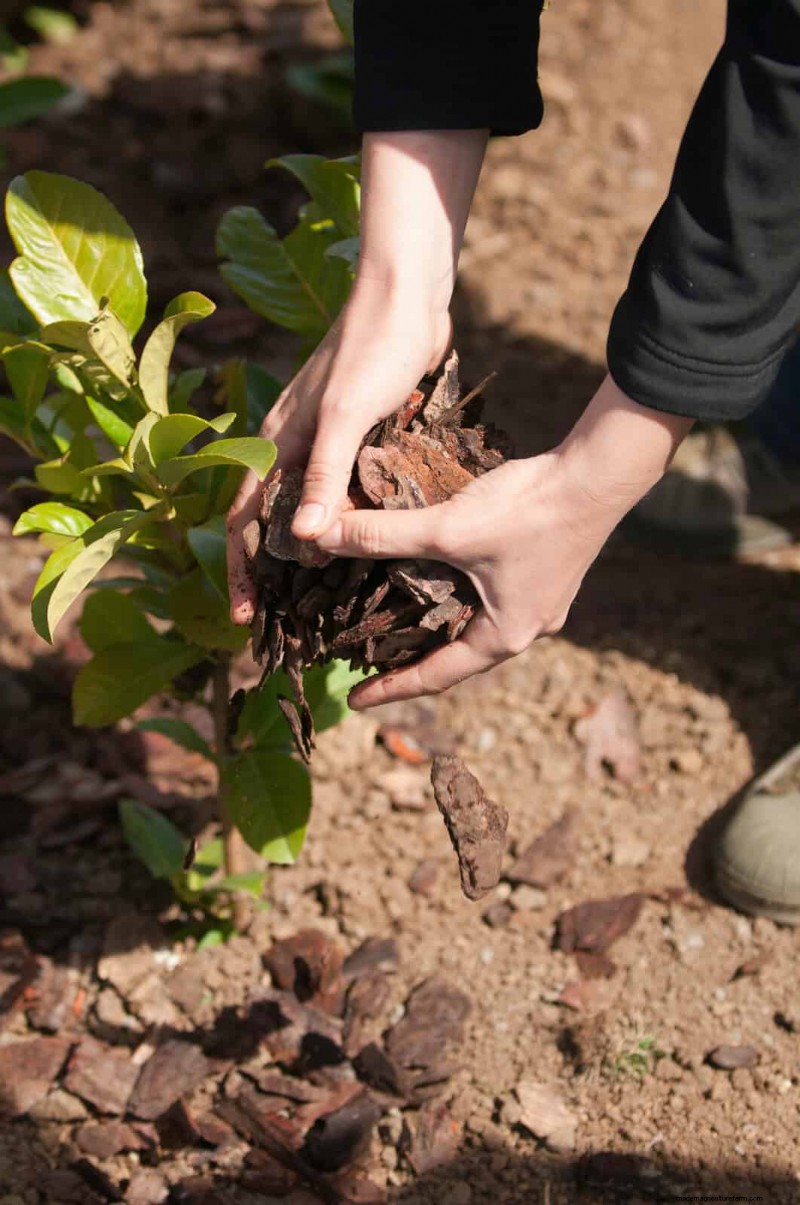 Gardez votre jardin en plein essor pendant vos vacances :stratégies d entretien expertes