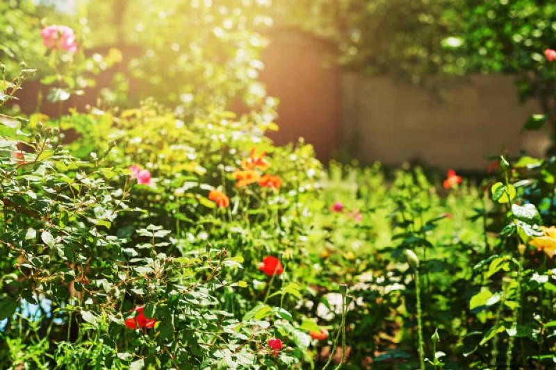 Gardez votre jardin en plein essor pendant vos vacances :stratégies d entretien expertes