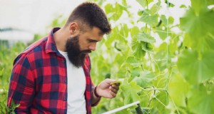 16 errori di giardinaggio estivi che danneggiano le tue piante (e come risolverli) 